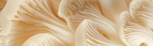 plant d'origine du beta glucane, champignon blancs