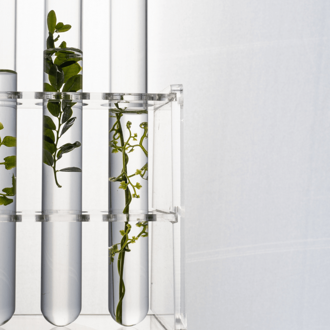 Why the Future of Skincare Lies in Prebiotics: The Role of Inulin and Alpha-Glucan Oligosaccharides - Mono Skincare