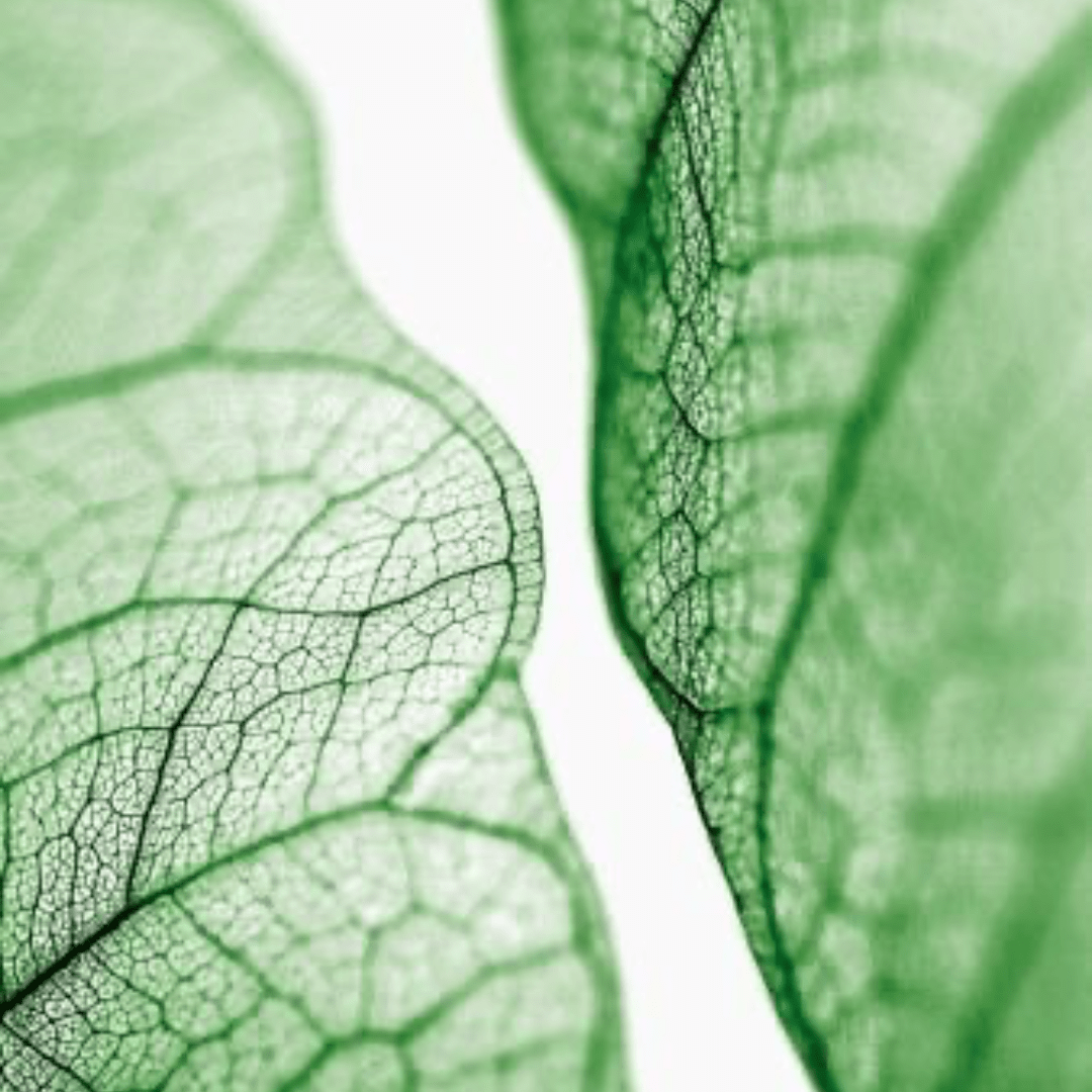 N°1 Recharge - Mono Skincare