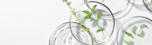 Illustration d’ingrédients naturels biomimétiques utilisés dans les soins MONO Skincare