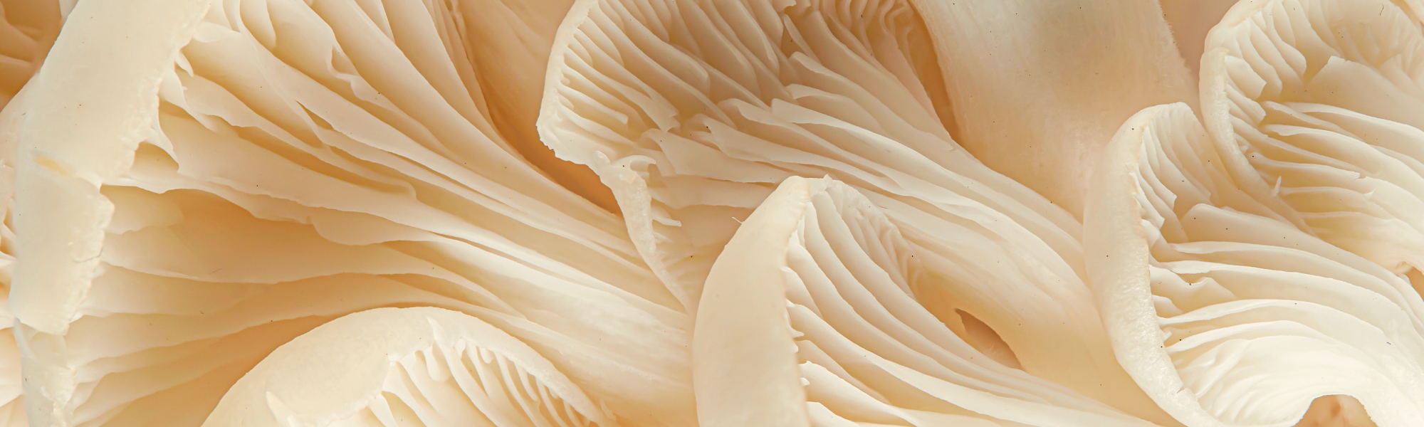 plant d'origine du beta glucane, champignon blancs