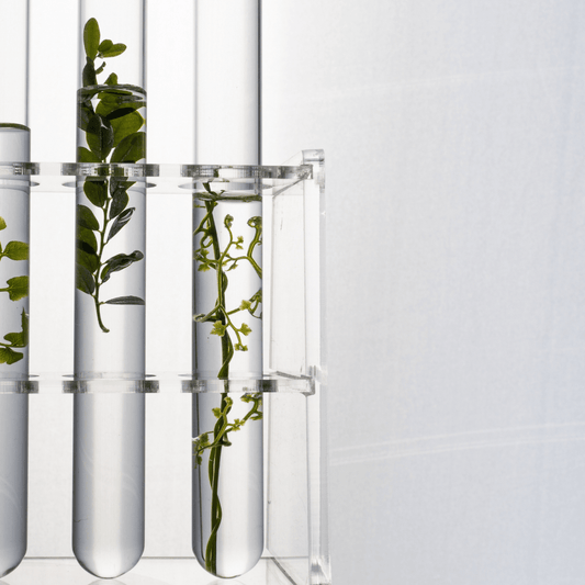Why the Future of Skincare Lies in Prebiotics: The Role of Inulin and Alpha-Glucan Oligosaccharides - Mono Skincare