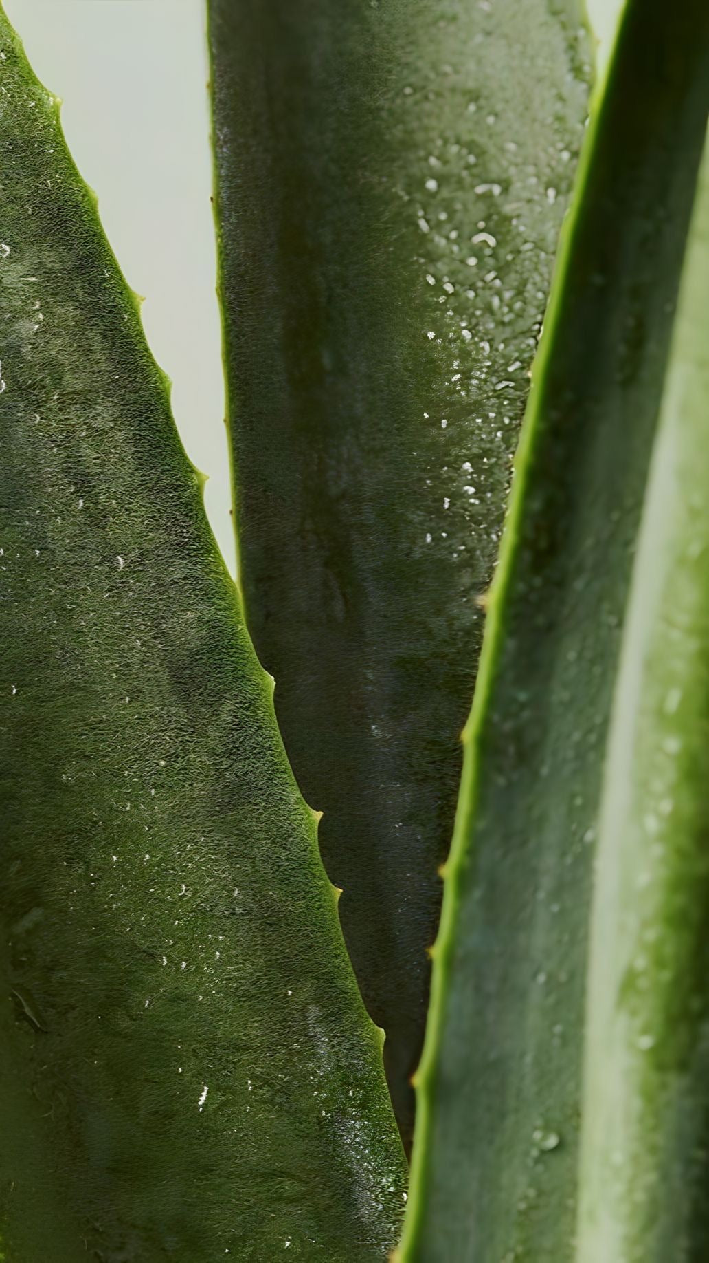 plate aloe vera, photo macro, goutes d'eau sur plante verte, photograph HD 